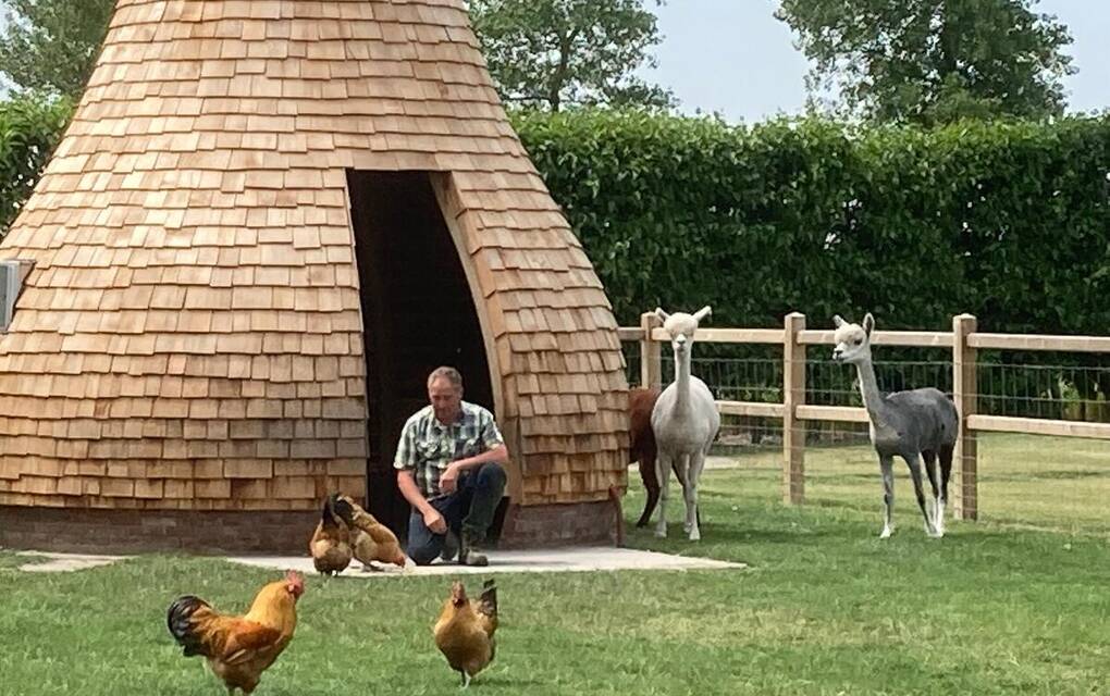 De alpaca’s in de weide op Camping de Boskreek.