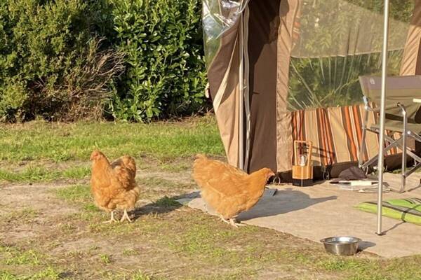 Op ‘Adult only’ camping De Nieuwe Riet scharrelen de kippen vrij rond. 