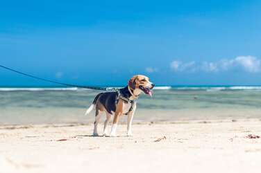 Ferienhaus mit Hund in Holland