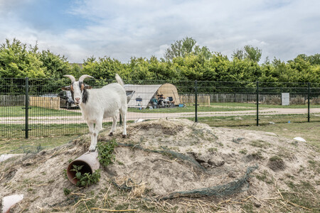 Camperplaats bij kinderboerderij